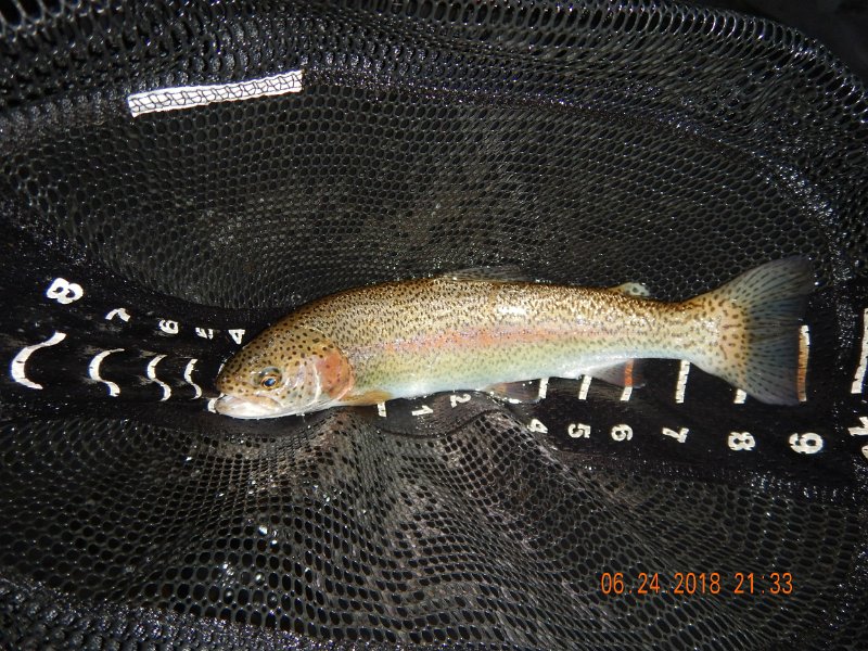 -Kettle Valley-103-.jpg - Then a bow jumped on the line.  
